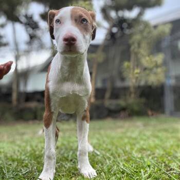 Catahoula Leopard Dog and Mixed Breed Dogs Available for Adoption in Keaau, Hawaii - AIR-Stray-13015 | PetCurious
