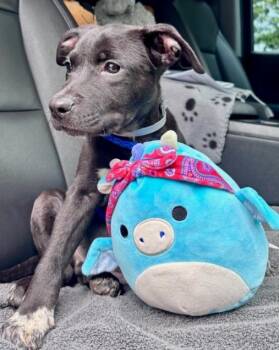 Border Collie and Pit Bull Terrier Dogs Available for Adoption in Evergreen, Colorado - Alfie | PetCurious