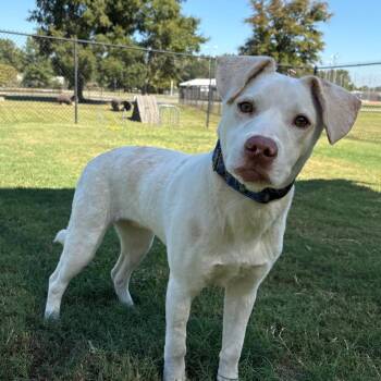 (Found) Watson -  Labrador Retriever and Mixed Breed Dog for Adoption in Cabot, Arkansas - (Found) Watson | PetCurious