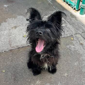 Hairold -  Skye Terrier and Scottish Terrier Dog for Adoption in Los Angeles, California - Hairold | PetCurious