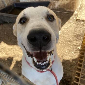 Lou -  Pit Bull Terrier and Mixed Breed Dog for Adoption in Stephenville, Texas - Lou | PetCurious