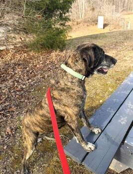 Mixed Breed Dogs Available for Adoption - ELLA | PetCurious