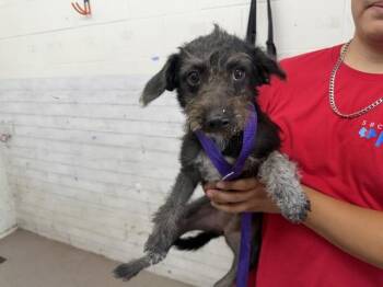 MILLIE -  Terrier Dog for Adoption in San Bernardino, California - MILLIE | PetCurious