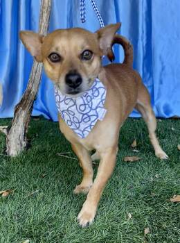 BOWIE -  Chihuahua Dog for Adoption in Rowland Heights, California - BOWIE | PetCurious