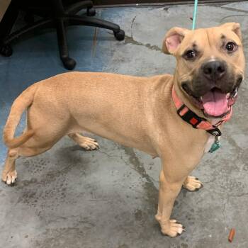 Mixed Breed Dogs Available for Adoption - Nova Love | PetCurious