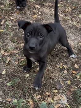RUBY -  Pit Bull Terrier and Mixed Breed Dog for Adoption in Colorado Springs, Colorado - RUBY | PetCurious