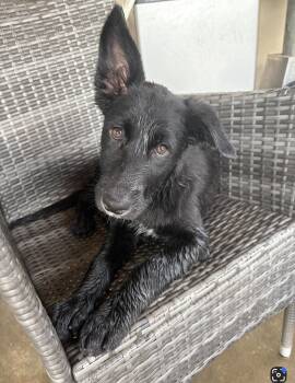 Genesis -  Mixed Breed Dog for Adoption in Hamden, Connecticut - Genesis | PetCurious