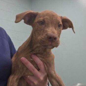 Atlas -  Mixed Breed Dog for Adoption in Westland, Michigan - Atlas | PetCurious
