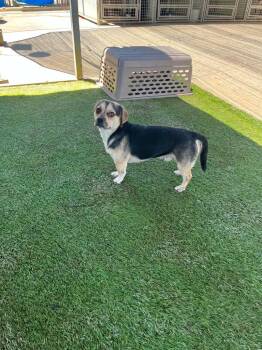 Henley -  Pug and Beagle Dog for Adoption in Newman, California - Henley | PetCurious