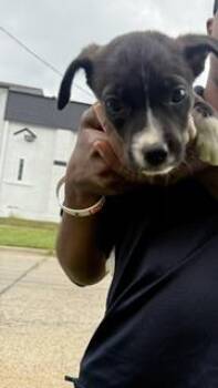 FINNE -  Mixed Breed Dog for Adoption in Dallas, Texas - FINNE | PetCurious