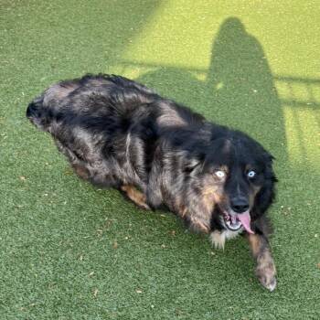Australian Shepherd Dogs Available for Adoption in Charlottesville, Virginia - Cable Carl | PetCurious