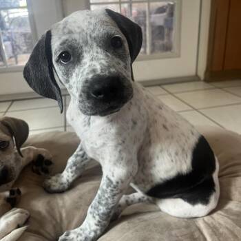 Carrie -  Mixed Breed Dog for Adoption in Merritt Island, Florida - Carrie | PetCurious