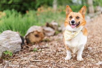 Belky -  Pembroke Welsh Corgi Dog for Adoption in Drumbo, Ontario - Belky | PetCurious
