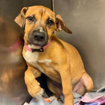 Coco -  Mixed Breed Dog for Adoption in Charleston, West Virginia - Coco | PetCurious