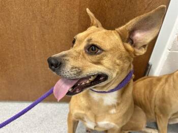 BUDDY -  German Shepherd Dog and Chihuahua Dog for Adoption in Ocala, Florida - BUDDY | PetCurious