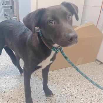 Daisy Mae -  Labrador Retriever and Feist Dog for Adoption in Hattiesburg, Mississippi - Daisy Mae | PetCurious