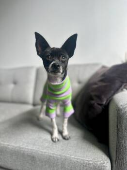Rachel -  Chihuahua Dog for Adoption - Rachel | PetCurious