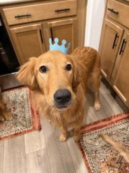 Wallace -  Golden Retriever Dog for Adoption in Visalia, California - Wallace | PetCurious