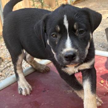 Ava -  Akita Dog for Adoption in Reno, Nevada - Ava | PetCurious
