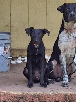 PIPSQUEAK -  American Staffordshire Terrier Dog for Adoption in San Antonio, Texas - PIPSQUEAK | PetCurious