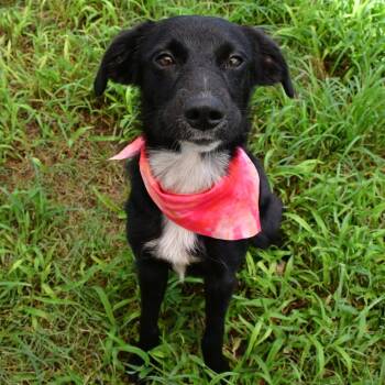 Fresa -  Terrier and Mixed Breed Dog for Adoption in Beaumont, Texas - Fresa | PetCurious