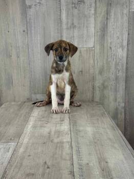 Rescue Collie and Terrier Dogs for Adoption in Winter, Wisconsin - Gidget | PetCurious