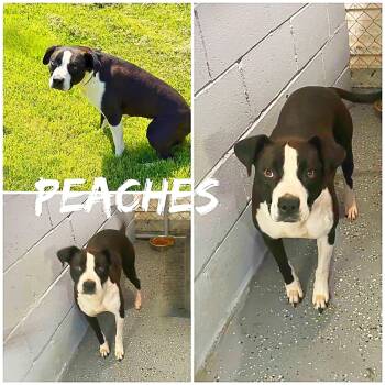 Peaches -  Pit Bull Terrier Dog for Adoption in Saint James, Missouri - Peaches | PetCurious