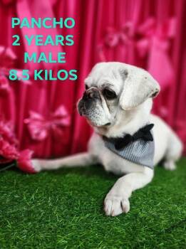 Pug Dogs Available for Adoption in Durango, Colorado - Pancho | PetCurious