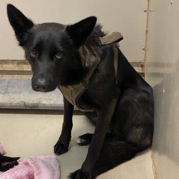 Felony -  Belgian Shepherd Malinois and Black Labrador Retriever Dog for Adoption in Westminster, California - Felony | PetCurious