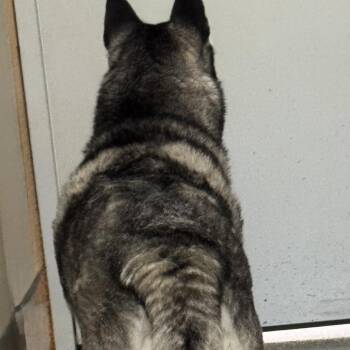 Mira -  Husky Dog for Adoption in La Grange, Kentucky - Mira | PetCurious