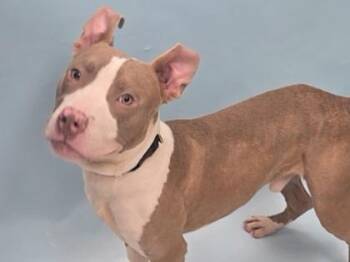 Rocket -  Pit Bull Terrier and Mixed Breed Dog for Adoption in Minneapolis, Minnesota - Rocket | PetCurious