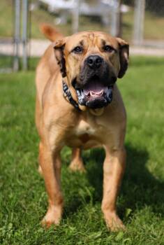 Bubba -  Mastiff Dog for Adoption in Battle Creek, Michigan - Bubba | PetCurious