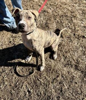 Rescue Mixed Breed Dogs for Adoption in West Chester, Pennsylvania - Jason | PetCurious