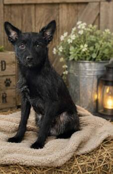 Jett -  Terrier Dog for Adoption in Brownstown, Indiana - Jett | PetCurious