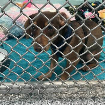 Mixed Breed Dogs Available for Adoption - Chaos | PetCurious