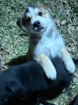 Husky and Shepherd Dogs Available for Adoption in Inez, Texas - Azuba  | PetCurious