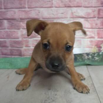 Bianca -  Chihuahua and Mixed Breed Dog for Adoption in Fort Collins, Colorado - Bianca | PetCurious
