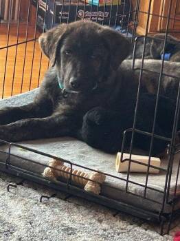 Great Pyrenees Dogs Available for Adoption in Brooklyn Center, Minnesota - Nigel | PetCurious