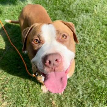 Rescue Pit Bull Terrier Dogs for Adoption in St. Louis, Missouri - Rango | PetCurious