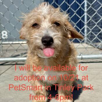 Fantasia -  Mixed Breed Dog for Adoption in Matteson, Illinois - Fantasia | PetCurious