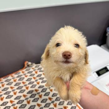 Pony Toby -  Maltese Dog for Adoption in Chico, California - Pony Toby | PetCurious