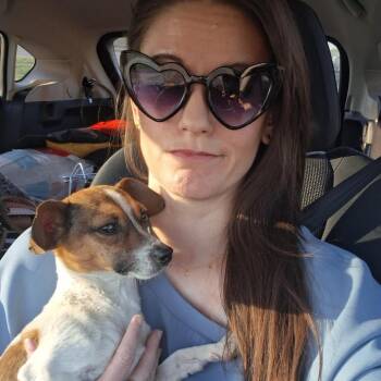 Dachshund and German Shepherd Dog Dogs Available for Adoption - Tulip | PetCurious