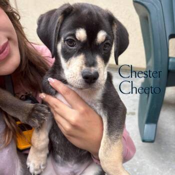 Chester Cheeto -  Pit Bull Terrier and Labrador Retriever Dog for Adoption in Parkersburg, West Virginia - Chester Cheeto | PetCurious
