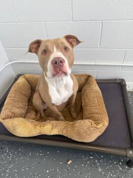 Carrot -  Mixed Breed Dog for Adoption in Thousand Oaks, California - Carrot | PetCurious
