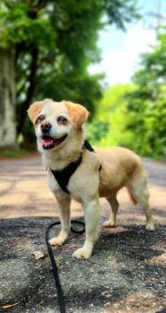 Emma -  Jindo Dog for Adoption in New York, New York - Emma | PetCurious