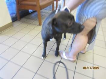 Labrador Retriever Dogs Available for Adoption in Ocala, Florida - MOKU | PetCurious