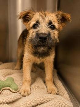 Velvet -  Shiba Inu and Schnauzer Dog for Adoption in Malvern, Pennsylvania - Velvet | PetCurious