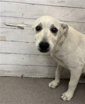 WEINERSCHNITZEL -  German Shepherd Dog and Mixed Breed Dog for Adoption in San Bernardino, California - WEINERSCHNITZEL | PetCurious
