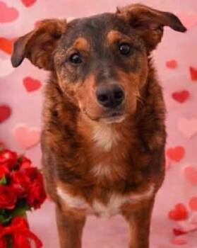AJ Brown -  Australian Cattle Dog Blue Heeler Dog for Adoption in Poplarville, Mississippi - AJ Brown | PetCurious