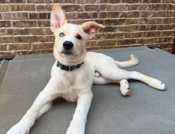Murphy -  Siberian Husky Dog for Adoption in Carrollton, Texas - Murphy | PetCurious